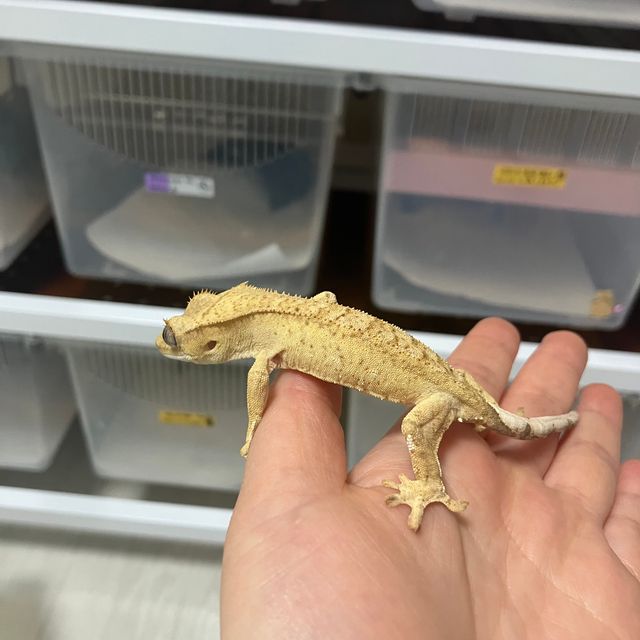 크림 옐로우