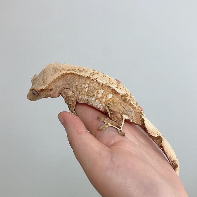 크림시클