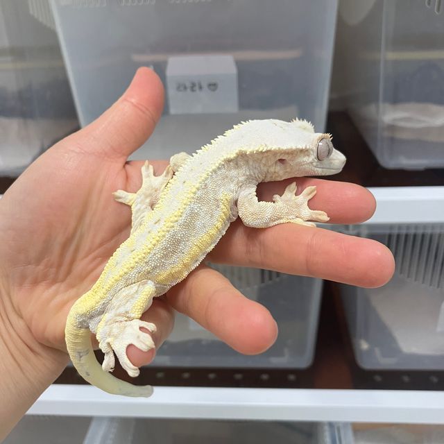 릴리화이트 크림