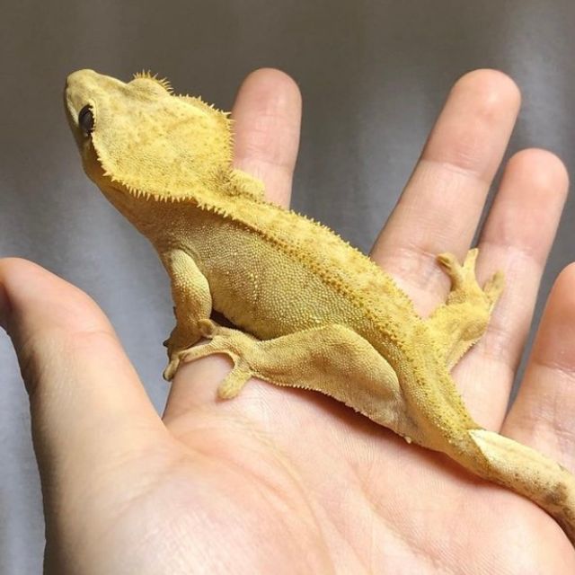 벅스킨 옐로우 크림