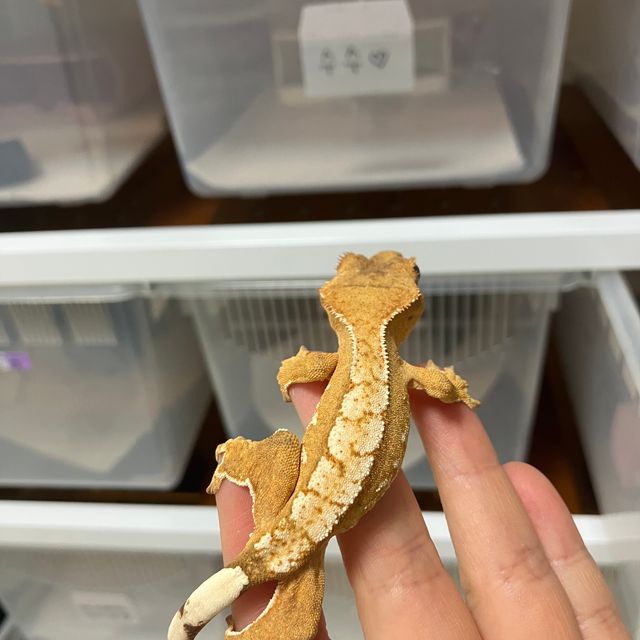 크림시클 크림
