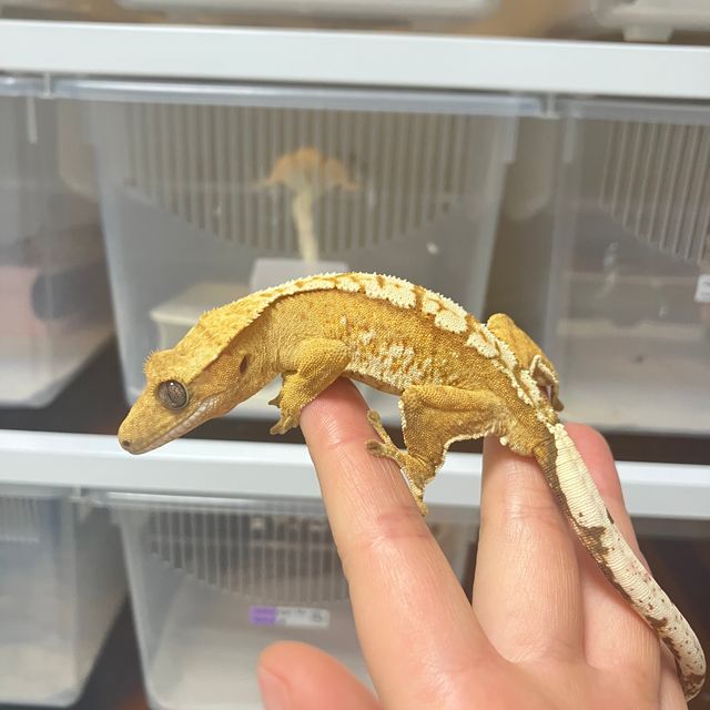 크림시클