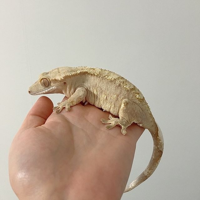 옐로우 브린들