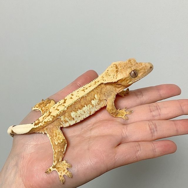 옐로우 크림 크림시클