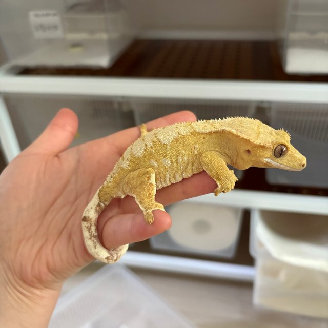 크림 옐로우 크림시클