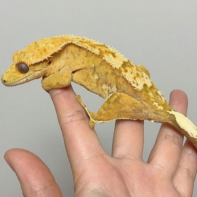 옐로우 크림 크림시클