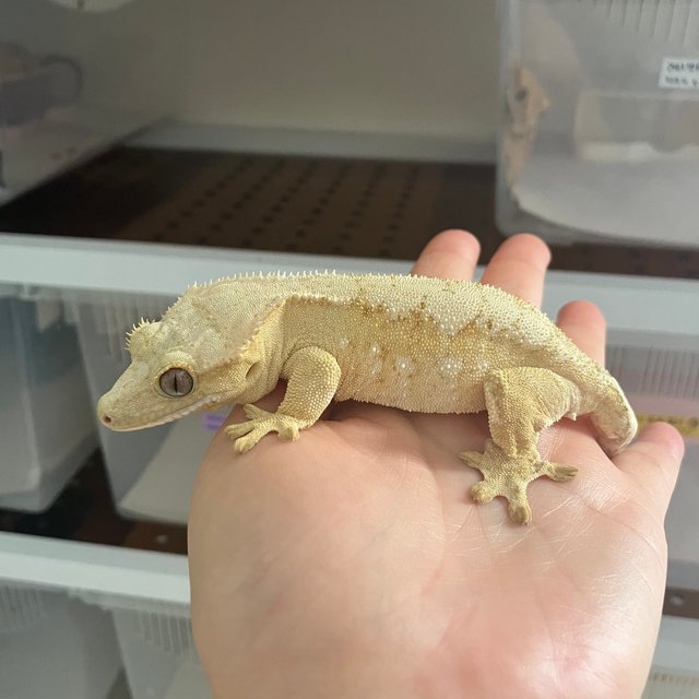 크림 옐로우 크림시클