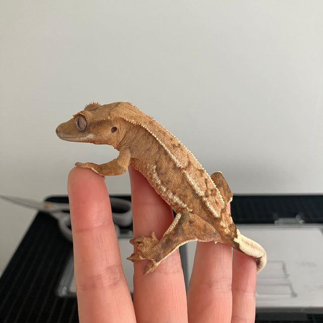 크림 크림시클 옐로우