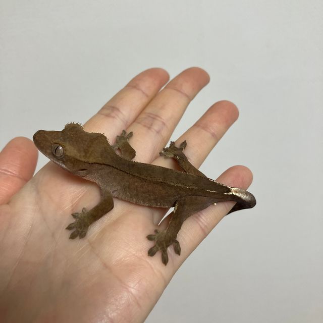 다크 레드 벅스킨