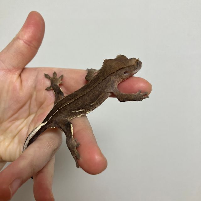 다크 팬텀