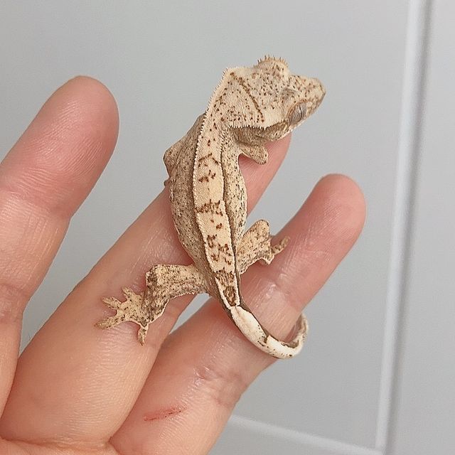 크림 크림시클