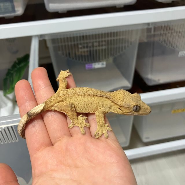 옐로우 벅스킨 크림