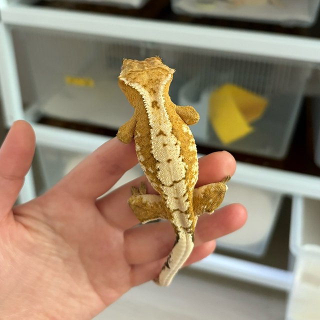 크림시클 옐로우 크림