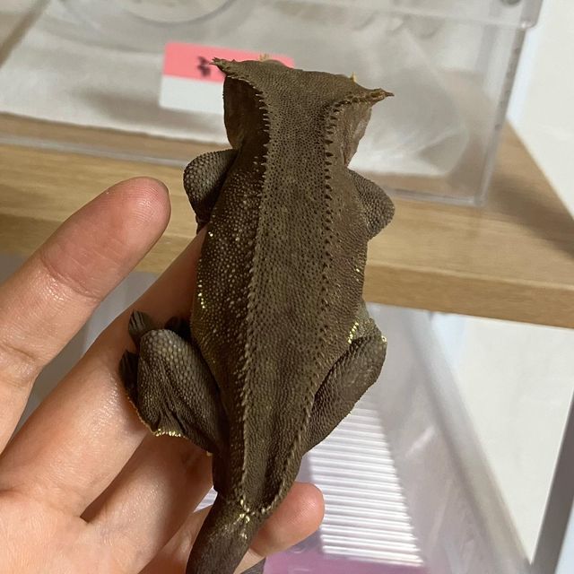 다크 팬텀
