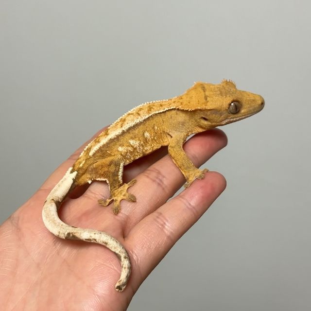 크림시클 크림 옐로우