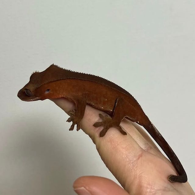 레드