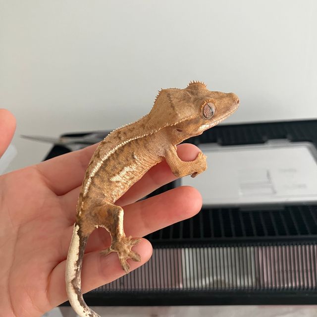크림 크림시클 옐로우