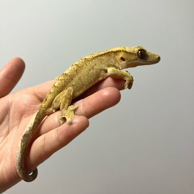 옐로우 크림