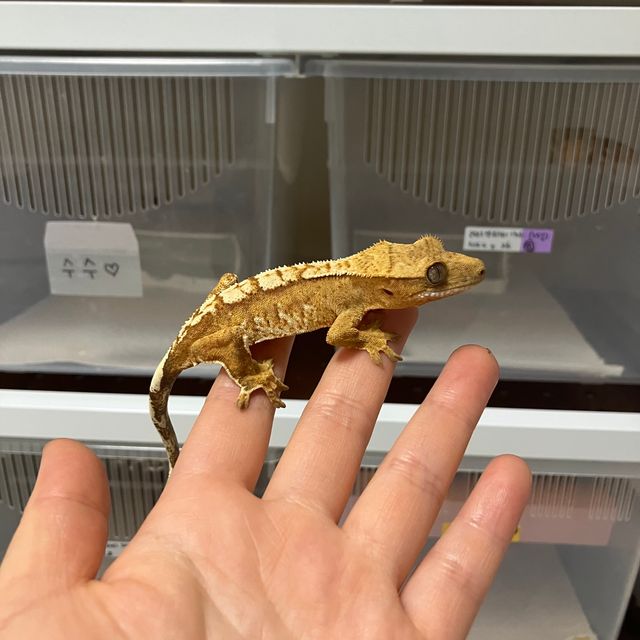 크림시클
