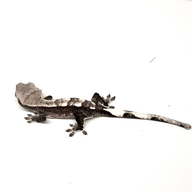 아잔틱
