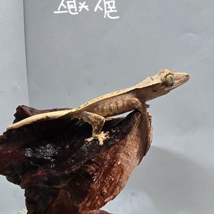 노멀 트라이 익스트림할리퀸 핀스트라이프