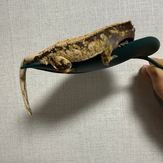 노멀 드리피 쿼드