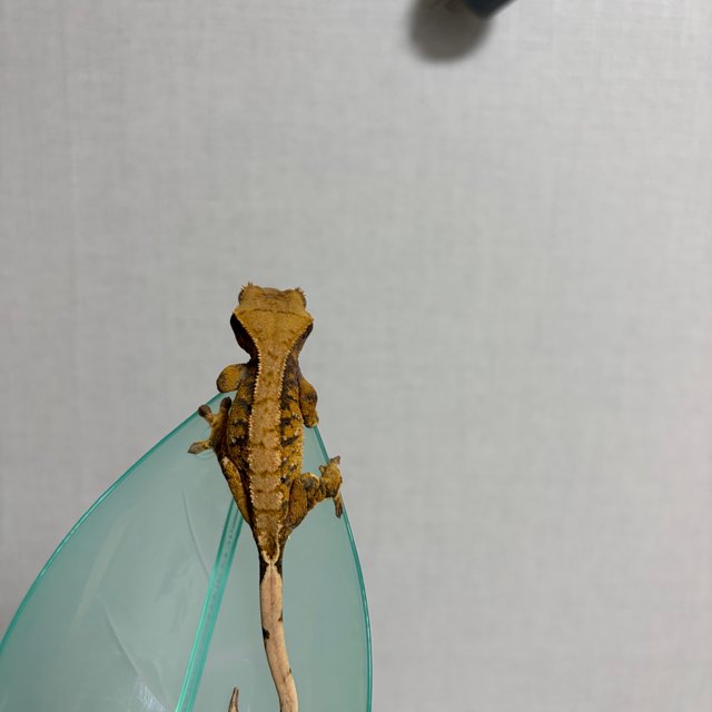 노멀 트라이 화이트스팟 할리퀸