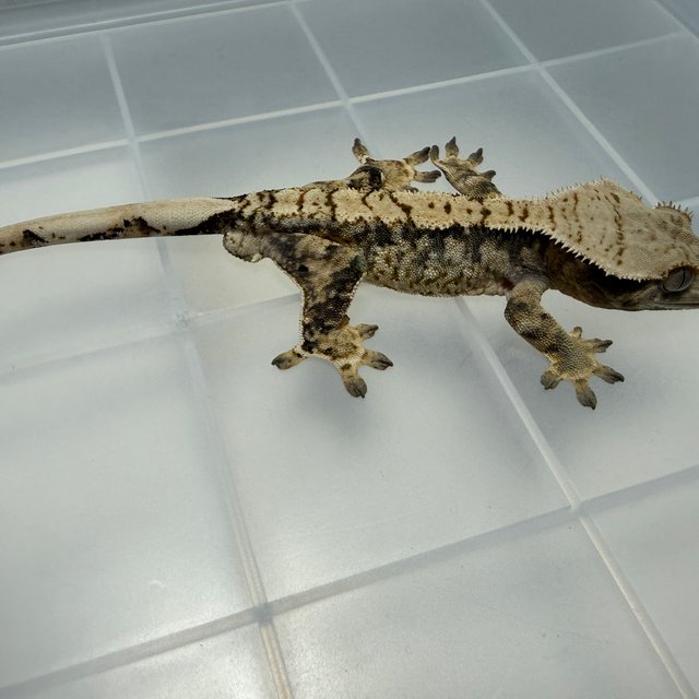 노멀 트라이 화이트스팟