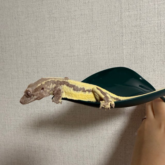 프라푸치노 드리피