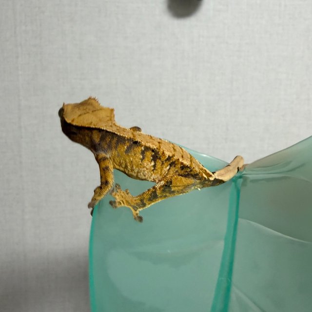 노멀 트라이 화이트스팟 할리퀸