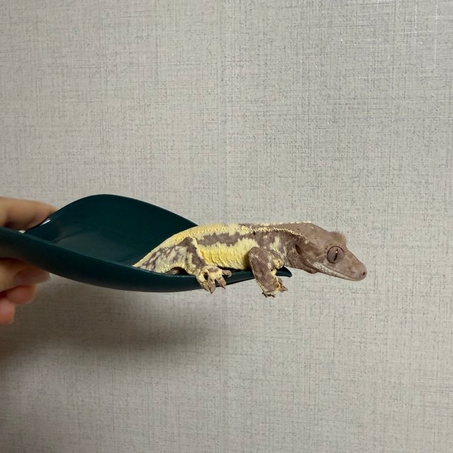 프라푸치노 드리피