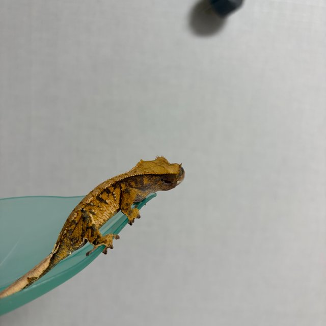 노멀 트라이 화이트스팟 할리퀸