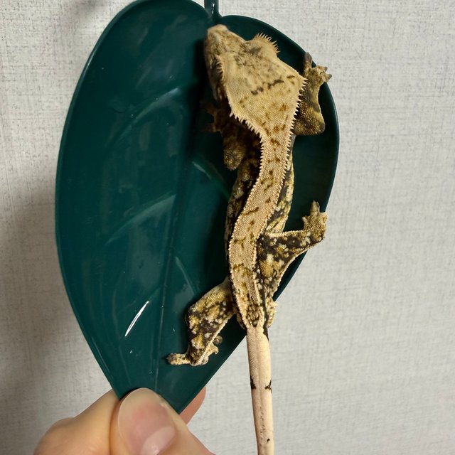 노멀 드리피 쿼드