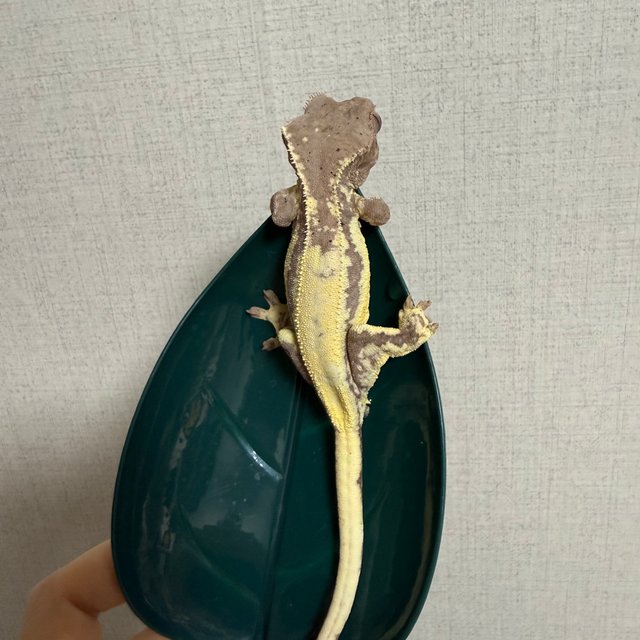 프라푸치노 드리피