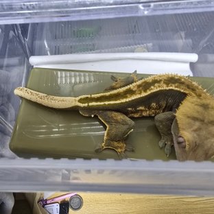 노멀 쿼드 다크