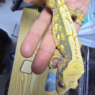 노멀 익스트림할리퀸