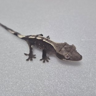 아잔틱