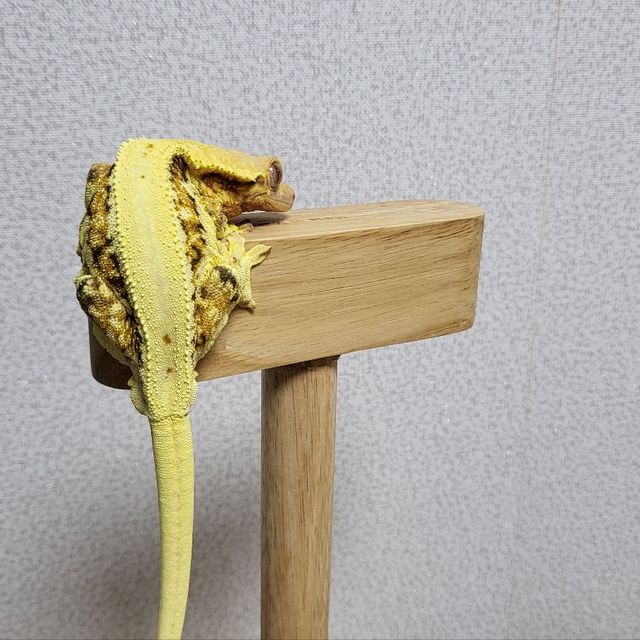 릴리화이트