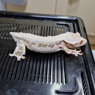 릴리화이트 솔리드백