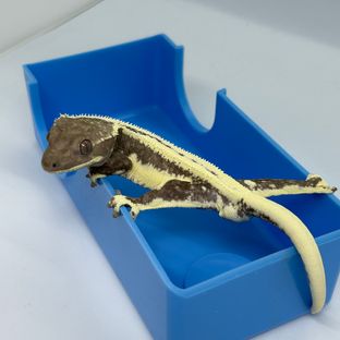 릴잔틱