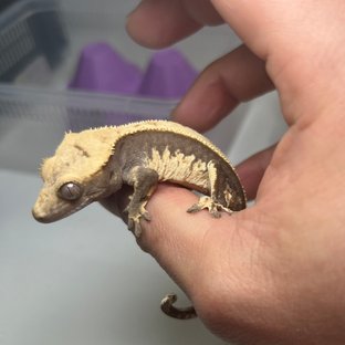 100%헷아잔틱 풀핀