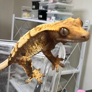 100%헷아잔틱