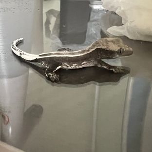 아잔틱 풀핀