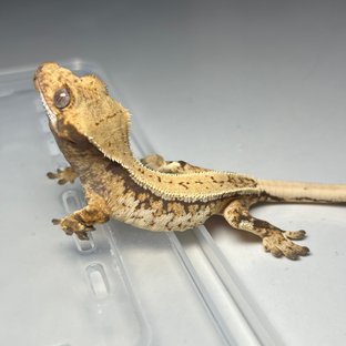 노멀 트라이 드리피 풀핀