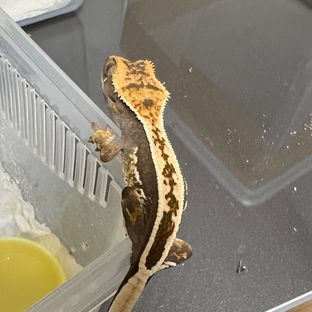 풀핀 100%헷아잔틱