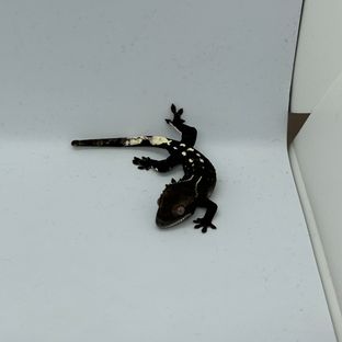 아잔틱