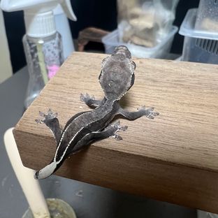 동배