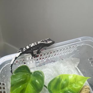 아잔틱