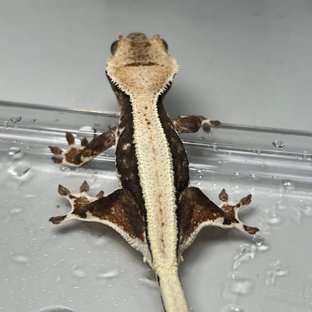 릴리100%헷아잔틱