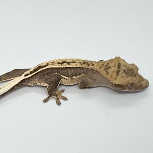 100%헷아잔틱 풀핀